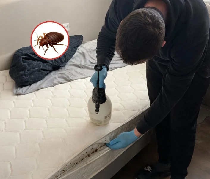 Technicien traitant un matelas contre les punaises de lit à Chaussy